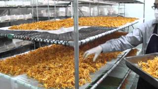 RSTDC Thailand  Cordyceps Mushroom Harvesting at Chiangrai [upl. by Launame]