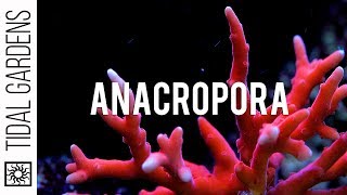 Anacropora Coral Care Tips [upl. by Sprague819]