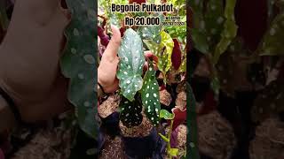 Begonia polkadot cwakep tanamanhiasbegonia garden begonias [upl. by Lenci]