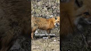 Vulpes Vulpes The Red Fox facts animals shorts [upl. by Nawad]