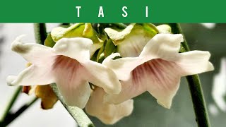 🔴TASI o DOCAPLANTAS COMESTIBLES CRUEL VINEFALSE CHOKOMOTH PLANT EDIBLE PLANTS🍐🌼 2024 [upl. by Aneral795]