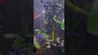 Fish tank set up [upl. by Ursulina]