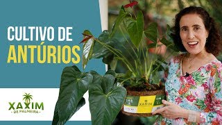 ANTÚRIOS Transplante e Dicas de Cultivo  Nô Figueiredo [upl. by Ardnuaek]