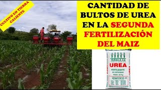 2DA FERTILIZACIÓN CUANTA UREA APLICAR  CULTIVO DE MAIZ  CULTIVO EXITOSO  AGRONOMIA [upl. by Urita]