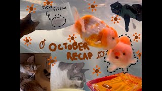 october recap vlog goldfish cats making jewelry [upl. by Egag]