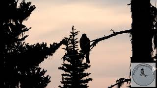 Young Sharpshinned Hawk chasing little birds [upl. by Ellinger]