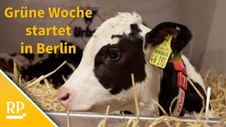 Agrarmesse Grüne Woche startet in Berlin [upl. by Sperry]