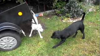 Dalmatian vs Labrador [upl. by Jerry459]