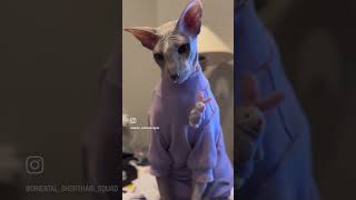 Peterbald cat staying warm [upl. by Grath163]