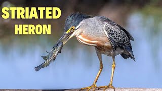 Striated Heron The Master of Stealth and Precision [upl. by Gill652]