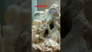 Cichlids Setup fishroom cichlid aquascape cichlidtank [upl. by Harhay608]