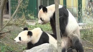 Giant Pandas mate in captivity for the first time in Europe [upl. by Kenlee]