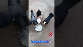 Pigeon eating food 🕊🧐pigeon pigeonlover kabootar bird status viralvideo shorts tag video [upl. by Aneekahs439]