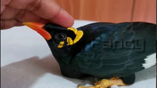 hill myna bird training  Talking Myna sound hatching [upl. by Emoraj]