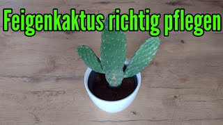 Feigenkaktus pflegen gießen düngen vermehren Standort umtopfen Opuntia ficus indica [upl. by Euqimod999]