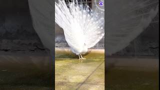 Gorgeous white peacock 🦚 peacock shorts hindisong bollywood love song [upl. by Olodort]