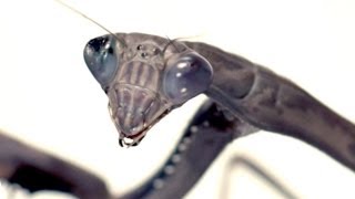 Slow Motion Praying Mantis Attack  Slo Mo  BBC Earth Explore [upl. by Hsak]