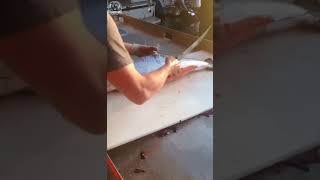 MASTER Fish Filleting Techniques You Never Knew Existed [upl. by Yenruoj]