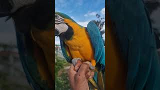 Macaw parrot [upl. by Osbourne]