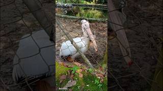 Pelecanus 🪿🪿ytshorts trendingshorts viralshorts birds zoo [upl. by Einnob888]