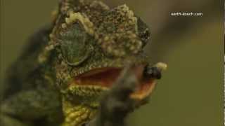 Chameleons tongue catches fly [upl. by Sorkin]