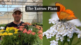 The Yarrow Plant [upl. by Adair]