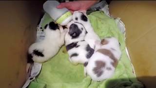 Cute Puppies  Feeding Newborn Puppies Milk  Part 2 [upl. by Ailad]