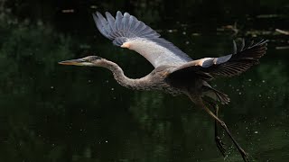 Herons at the local urban park Great blue heron Night heron and Bittern [upl. by Dot]