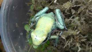 Unboxing Poison Dart Frogs P terribilis mint [upl. by Dirgni782]