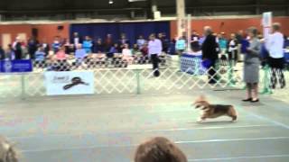 Lance the Corgi at the National Obedience Championships 2014 [upl. by Baillie]