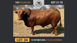 Lot 34  Vlakte Bonsmara Bulveiling  18 Okt 2024 [upl. by Eimmelc172]