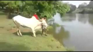 Bull Diving and Swimming  Boi Vaca Nadando Mergulhando Cow [upl. by Ariaj284]