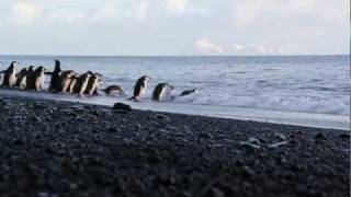 Penguin Beach  Baily Head Beach Deception Island Antarctica [upl. by Enawtna484]