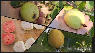 Harvesting amp Tasting 4 Tropical Guava Varieties In Melbourne Australia [upl. by Novart]