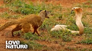 Cobra VS Mongoose  Love Nature [upl. by Nollie779]