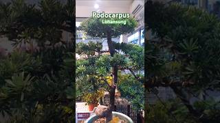 lohansung bonsaitree podocarpus [upl. by Woodford]