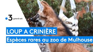 Zoo de Mulhouse  le loup à crinière dAmérique du sud une espèce rare [upl. by Valtin]