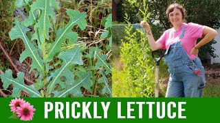 Prickly Lettuce  Lactuca serriola [upl. by Cathyleen]