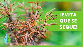 ¿Por qué se SECA el ROMERO 🌿 3 RAZONES y Consejos para EVITARLO [upl. by Letnuahc401]