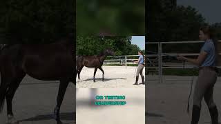 Make sure your horse knows THIS before you ride younghorse horestraining groundwork horseriding [upl. by Woll]