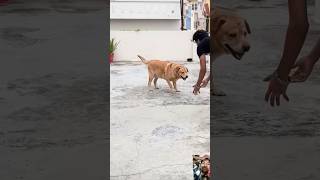 Leo ne laga li Nitro leodog shorts dog funny comedy doglover superdog gymdog [upl. by Atinid]