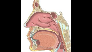 Burun anatomiyasinasalis anatomy [upl. by Giarc]