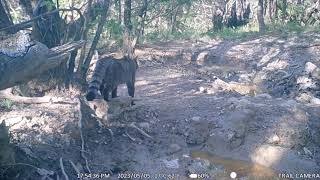 Felis silvestris  Gatto selvatico  Wild cat  Toscana [upl. by Anwahsad640]