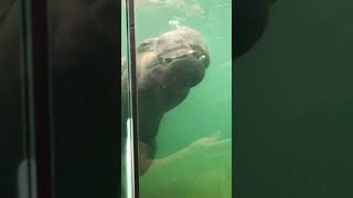 Want to SEE a Hippo Swim Underwater Watch Now [upl. by Vinia924]