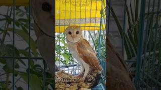 ഇതാണ് വെള്ളിമൂങ്ങ 🦉 Barn owl raised by rescuer urbanwildlife sarpa owls birdrescue [upl. by Ramo]