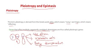 Pleiotropy and epistasis [upl. by Osrit134]