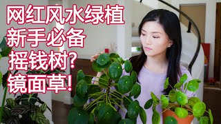 绿植新手入门系列 03  最强网红绿植 镜面草 改善风水 提升友谊  铜钱草 友谊树  Pilea peperomioides Care Propagation Tips [upl. by Ynneb]