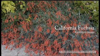 Epilobium spp syn Zauschneria—California fuchsias [upl. by Fabron8]