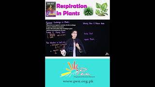 Respiration in Plants I learn How plants respiration happened I biology [upl. by Yennep]