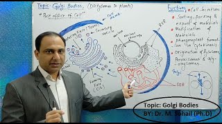 Golgi complex  Golgi bodies Structure and Functions [upl. by Nosredneh736]